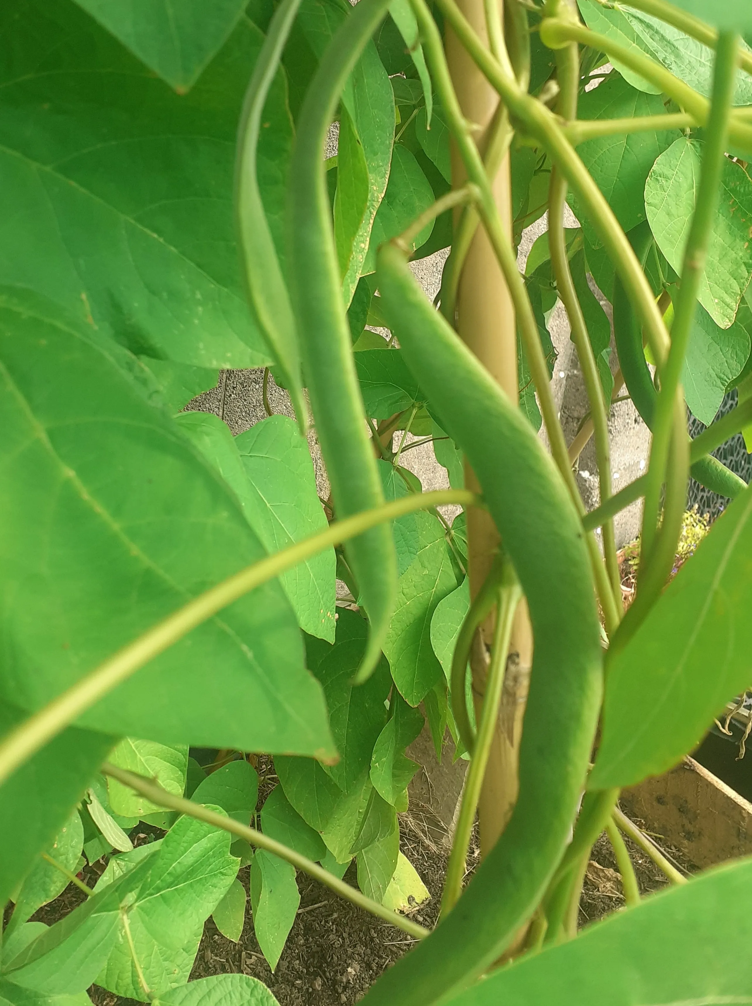 Our Growing Community Garden